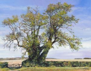 Ash Tree, Shepherds Down